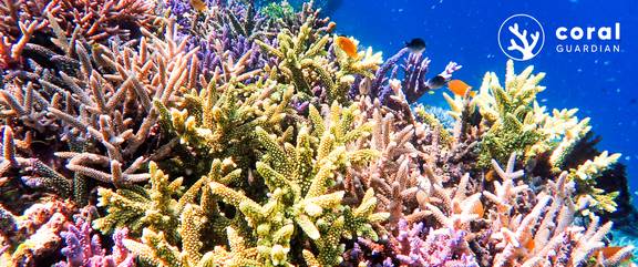 Sepro Group with Coral Guardian